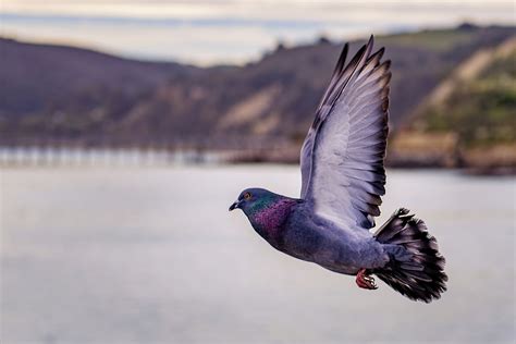 Homing Pigeons Find Their Way Home By Smelling The Air Thesciencebreaker