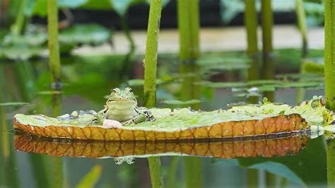 Hd Wallpaper Nature Amphibians Frog Water Lilies Pond Reflection
