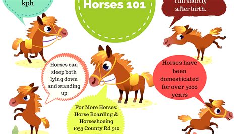 Horse Interesting Facts Horses Horse Choices