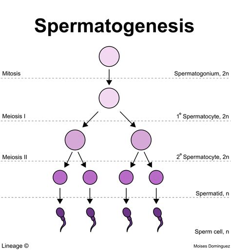 Spermatogenesis Stages