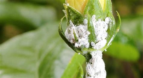 Eradicate Mealybugs While Safeguarding Your Plants 4 Effective Ways