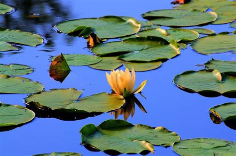Water Lillies Water Lilly Water Lilies Lotus Painting
