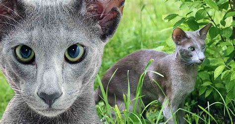 Oriental Shorthair Cat Breed Everything You Need To Know