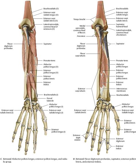 Elbow And Forearm Forearm Muscles And Bones Anatomy Kenhub