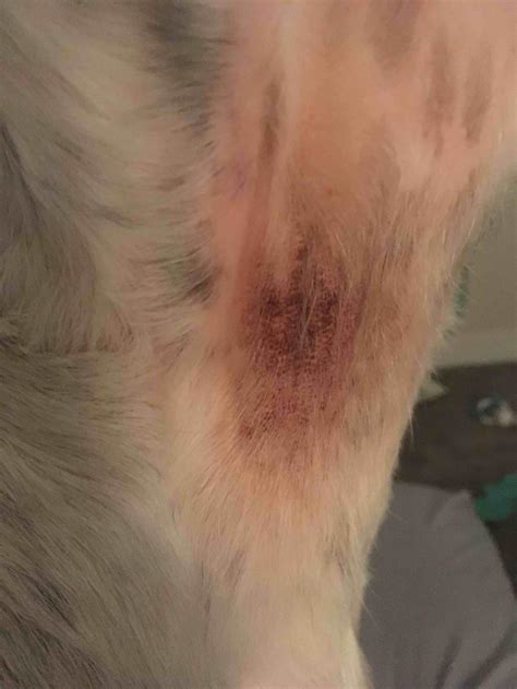 My Dog Has A Red Rash On His Neck Petcoach