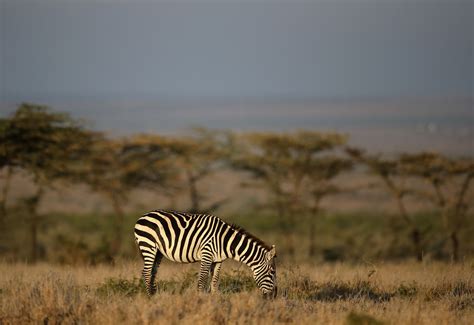 Scientists Disprove Zebra Stripes Theory National Geographic Kids