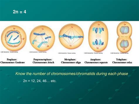Ppt Cell Division Part 1 Powerpoint Presentation Free Download Id