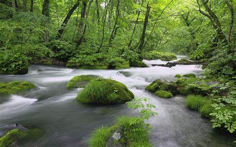 Nature Water River Forest Wallpapers Hd Desktop And