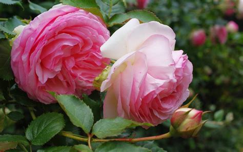 Meilland Des Roses De Légende La Terre Est Un Jardin