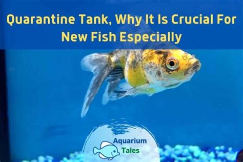 Quarantine Tank Why It Is Crucial For New Fish Especially