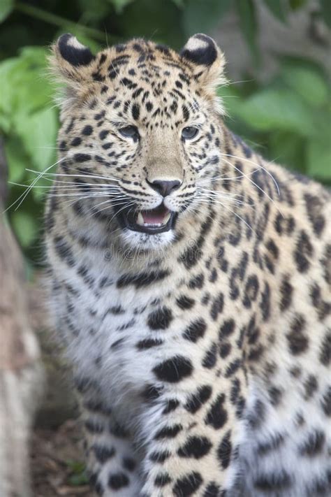 Portrait Cute Baby Amur Leopard Cub Stock Photos Free And Royalty Free