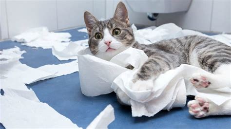 You may have not ever thought of this before, but it is in fact possible to train a cat to use the toilet! How to Train a Cat to Use the Toilet | Pet Care and Wellness