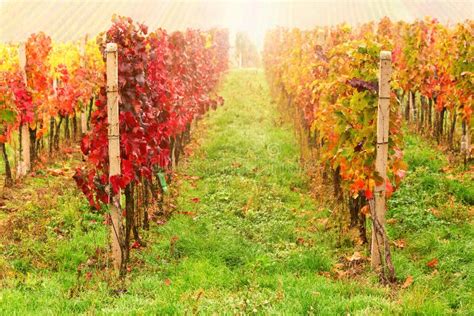 Rows Of Vineyard Grape Vines Autumn Landscape With Colorful Vineyards
