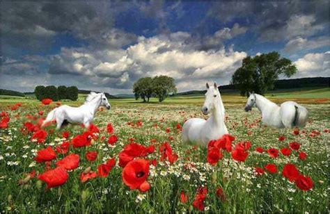 Horses In A Field Of Flowers Magnificent Horses Pinterest