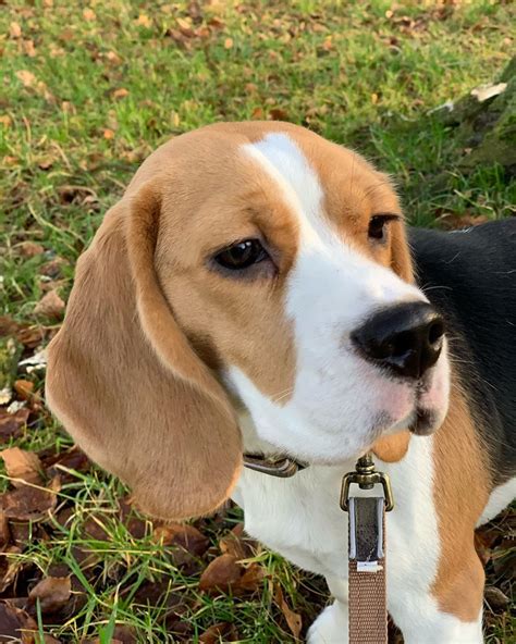 14 Things To Know About Beautiful Beagles Page 3 Of 4 Petpress