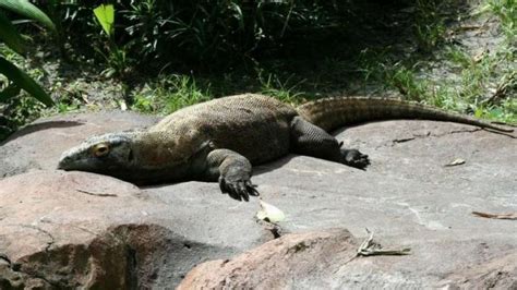 Komodo Dragon Genome Reveals Clues About Its Evolution — Science Bulletin