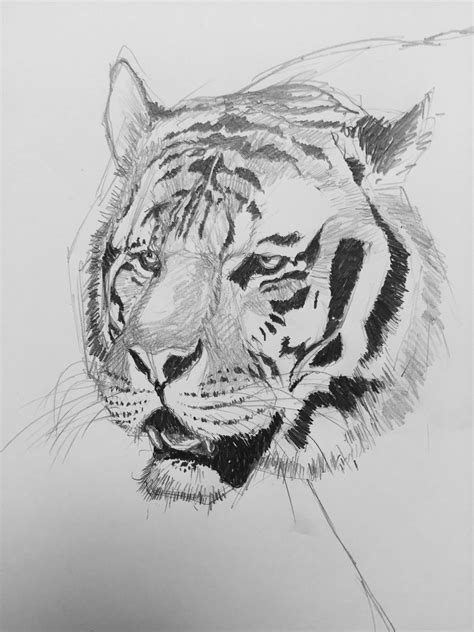 TIGRE DIBUJO LAPIZ アートスケッチ スケッチ アート