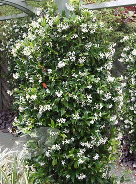 Trachelospermum Jasminoides Star Jasmine Evergreen Vines Climber