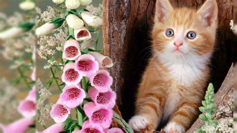 Gambar Gambar Kucing Lucu Imut Gambarpedia Welpeper Di Rebanas Rebanas