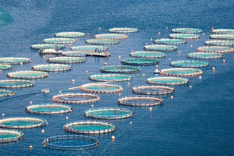 Fish Farm In The Sea Stock Photo Image Of Aquaculture 83822034