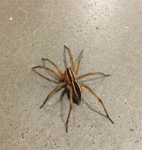 Yet Another Identify Post Ne Ohio Spiders