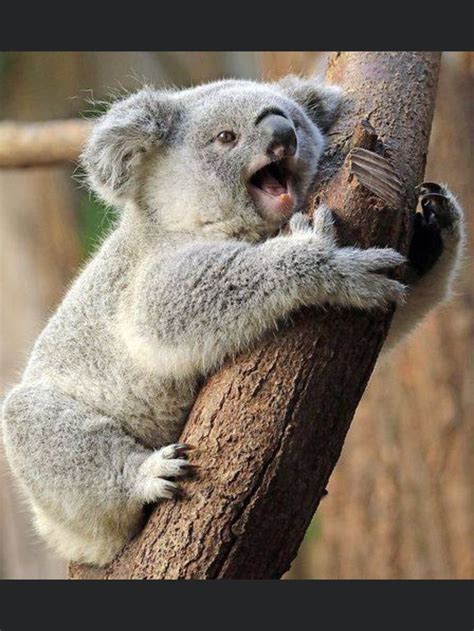 Pin By Han2129 On Koala In 2020 Koala Cute Animals Cute Baby Animals