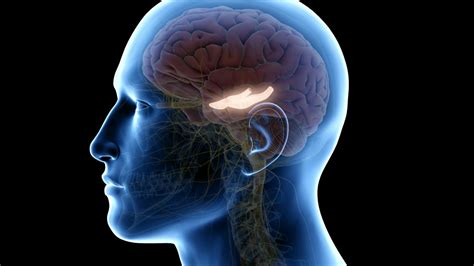 L hippocampe du cerveau quel rôle pour la mémoire