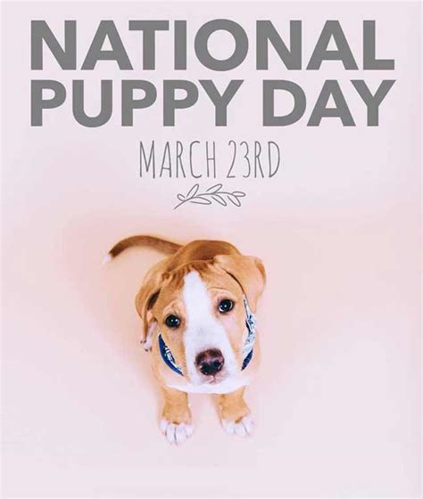 Or rather 30 of them. National Puppy Day 2020 theme, Images, Quotes, SMS ...