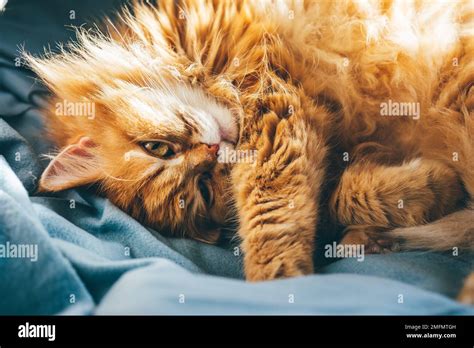 Furry Cat Hi Res Stock Photography And Images Alamy