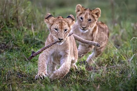 Lion Cubs Playing Photograph By Xavier Ortega Pixels