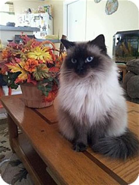 Lovingly raised underfoot never caged. Ragdoll Cat for adoption in Vero Beach, Florida - Lilly