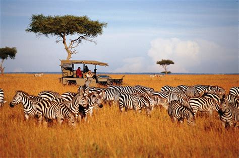 Discover Wildlife Safari Tanzania Tour Путешествие в африку
