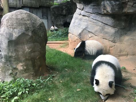 Panda Updates Wednesday August 30 Zoo Atlanta