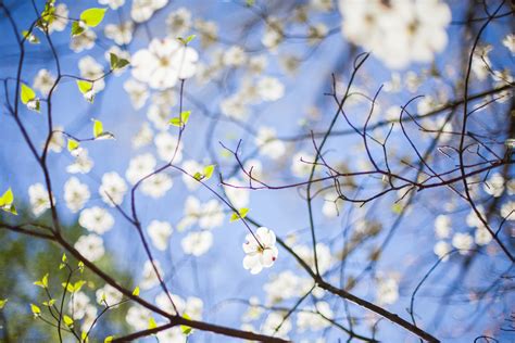 Free Images Tree Branch Plant Sky Sunlight Leaf Flower Spring