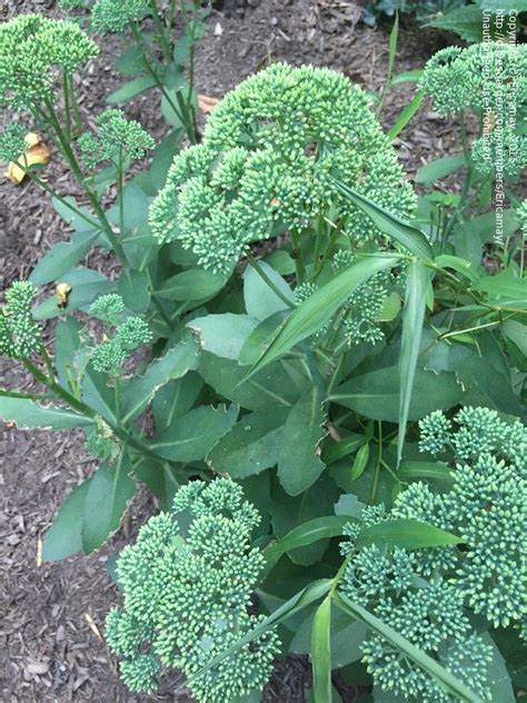 Plant Identification Wild Broccoli Relative 1 By Ericamay