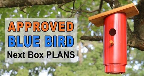 It will also be 5 inches in length. Blue Bird Nest Box Plans (Approved PVC Birdhouse Design ...
