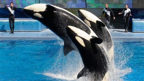 Seaworld Stock Makes A Splash In 1st Day Of Ipo Cbc News