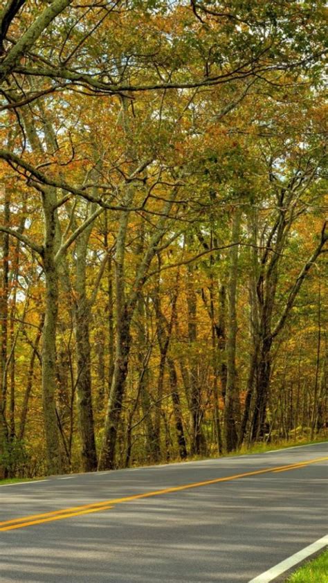 Autumn Trees Road Landscape 540x960