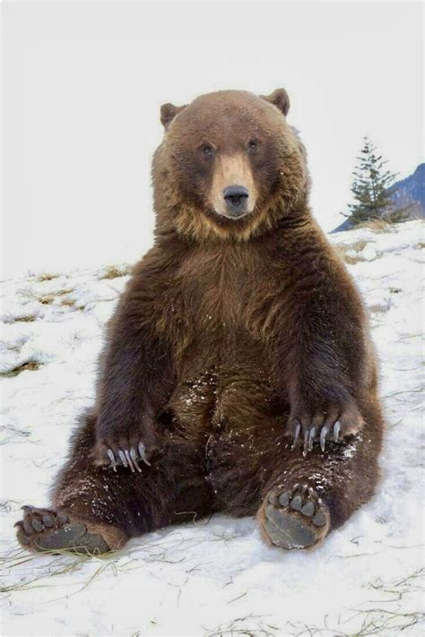 Sitting Pretty A Grizzly Bear Plopped Down On The Snow Animals And