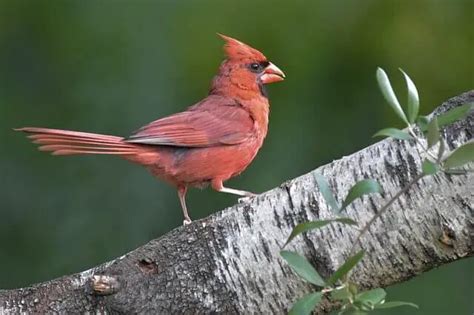 16 Birds With Crests Of North America Meet The Species Learn Bird