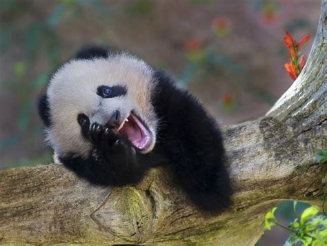 Fotos Bonitas Y Fotos Tiernas Oso Panda Sonriendo