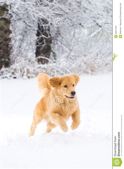 Golden Retriever Dog Playing In The Snow Stock Photo