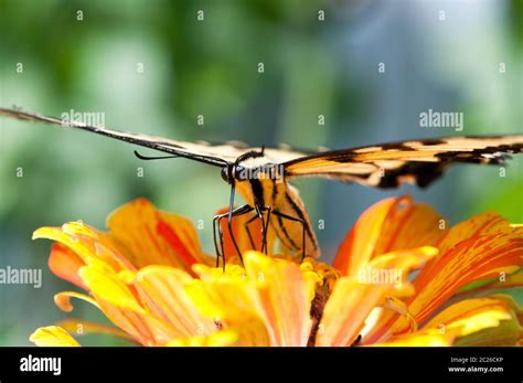 A Tiger Swallowtail Pollinating A Marigold Bloom Stock Photo Alamy
