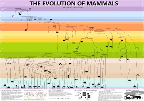 An infographic I made showing the evolution of Mammals : Paleontology
