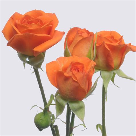 Babe Spray Rose Spray Roses Grown By Van Lier Nurseries Ltd