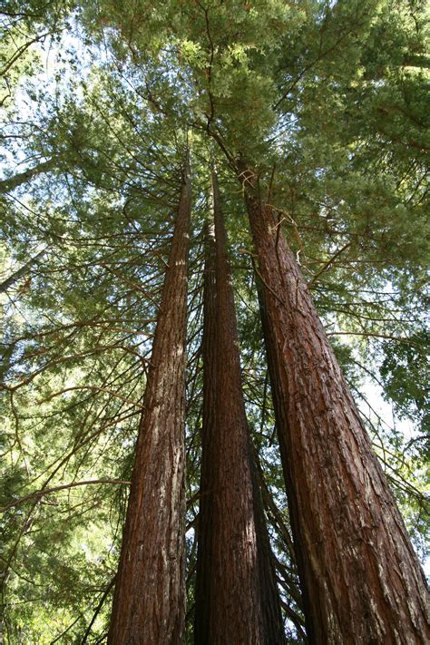 Filesequoia Sempervirens Armstrong2