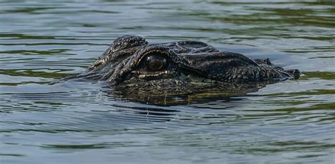 Hd Wallpaper Alligator Water Swamp Head Eye Wildlife Nature