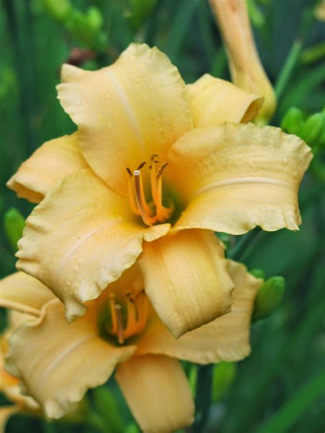 Although this is a smaller, petite daylily, you will get mature plants. Does Everything Grow Better in My Neighbor's Yard?: The ...
