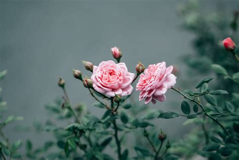 วอลเปเปอร์ ดอกไม้สีชมพู สมุนไพร ดอกกุหลาบ 3688x2469 Ettie03