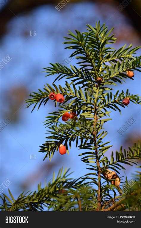 Branches European Yew Image And Photo Free Trial Bigstock